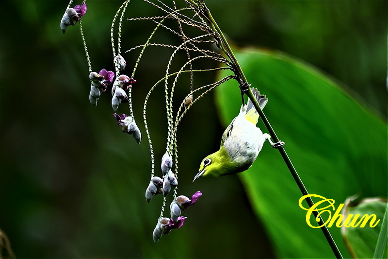 花鳥圖 水竹芋、綠繡眼、白頭翁