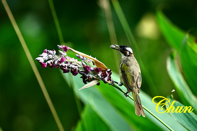 花鳥圖 水竹芋、綠繡眼、白頭翁