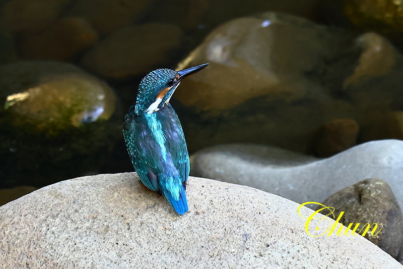 秋高氣爽賞鳥趣(翠鳥、斑文鳥)