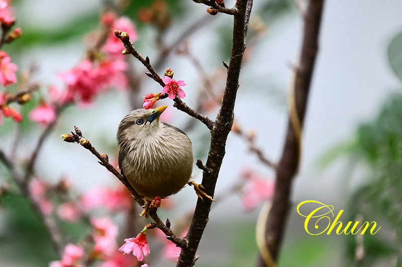 灰頭椋鳥櫻花版