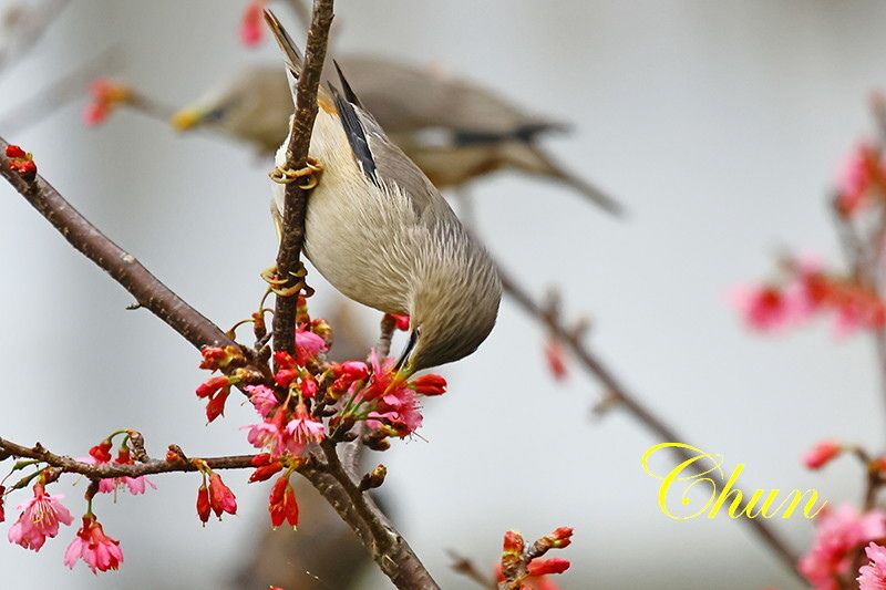 灰頭椋鳥櫻花版