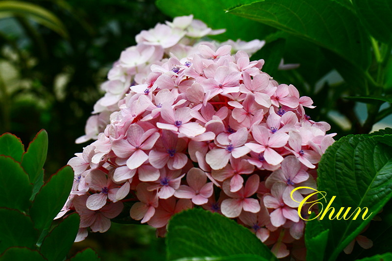 繡球花、火球花