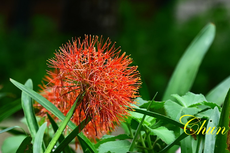 繡球花、火球花