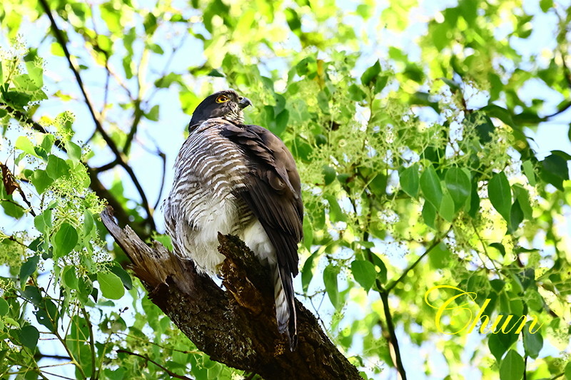 鳳頭蒼鷹、松雀鷹 超級比一比，歡迎來找碴