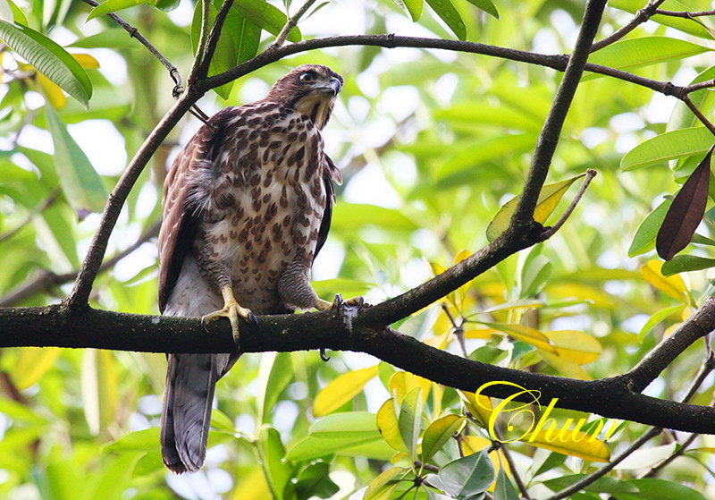 鳳頭蒼鷹、松雀鷹 超級比一比，歡迎來找碴