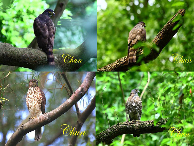 鳳頭蒼鷹、松雀鷹 超級比一比，歡迎來找碴