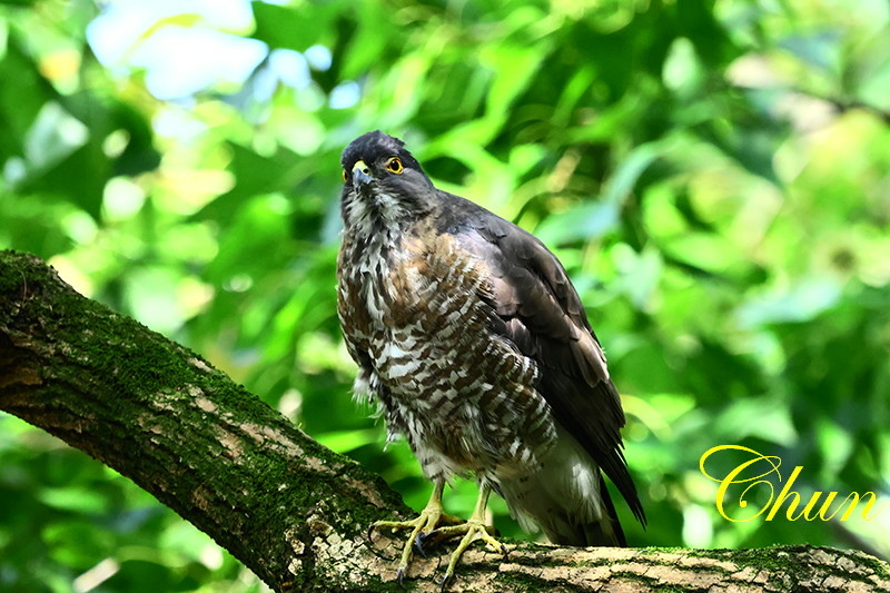 鳳頭蒼鷹、松雀鷹 超級比一比，歡迎來找碴