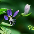 IMG_7396.JPG
