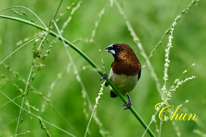 松雀鷹亞成鳥、白腰文鳥、斑文鳥