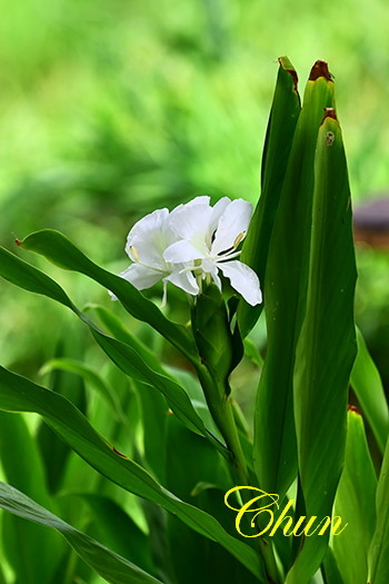 野薑花