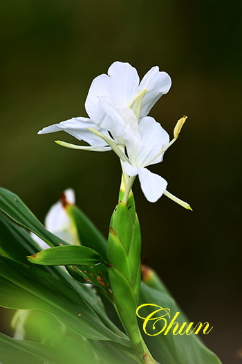 野薑花