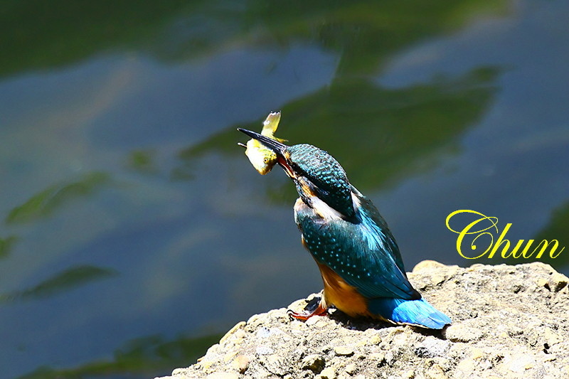 翠鳥捕食記