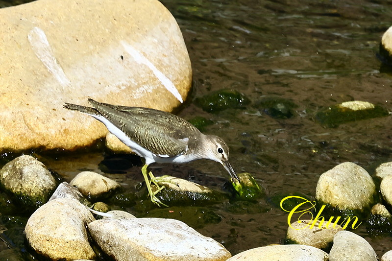 隨拍飛羽篇(磯鷸、洋燕、灰鶺鴒、斑文鳥)