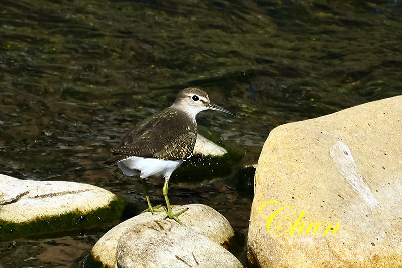 隨拍飛羽篇(磯鷸、洋燕、灰鶺鴒、斑文鳥)