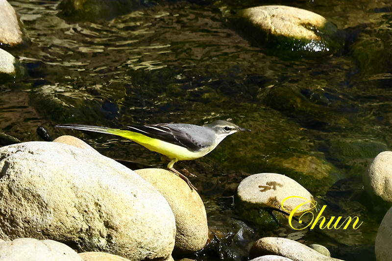 隨拍飛羽篇(磯鷸、洋燕、灰鶺鴒、斑文鳥)