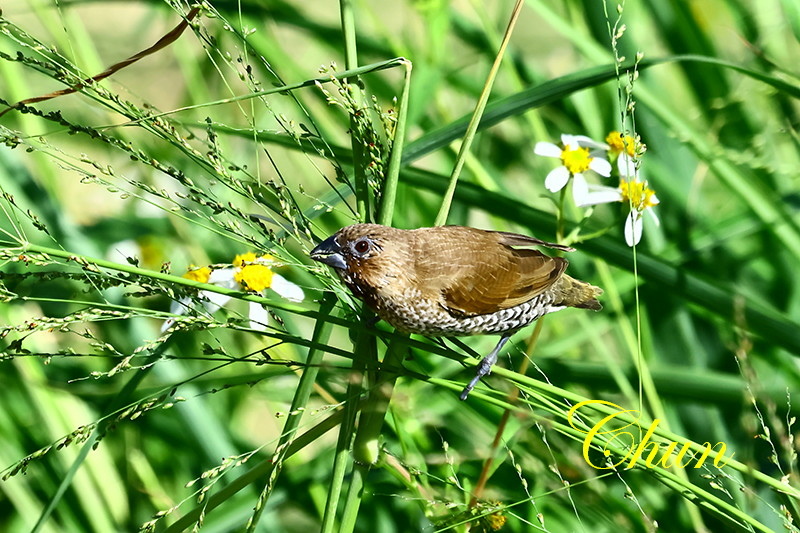 隨拍飛羽篇(磯鷸、洋燕、灰鶺鴒、斑文鳥)