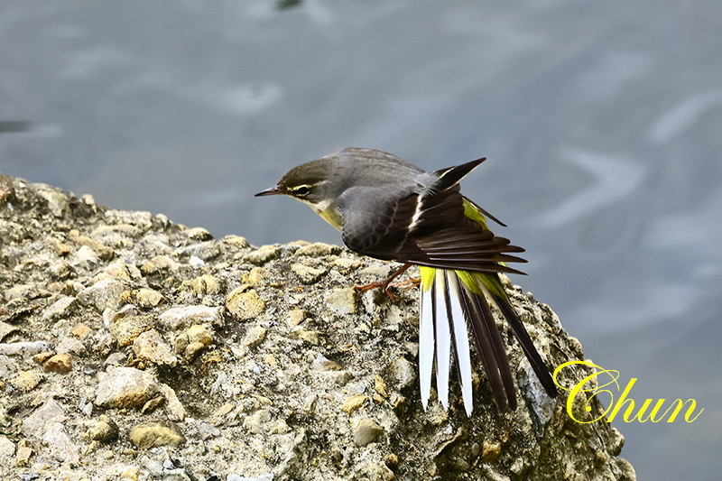 近距離觀察翠鳥、灰鶺鴒