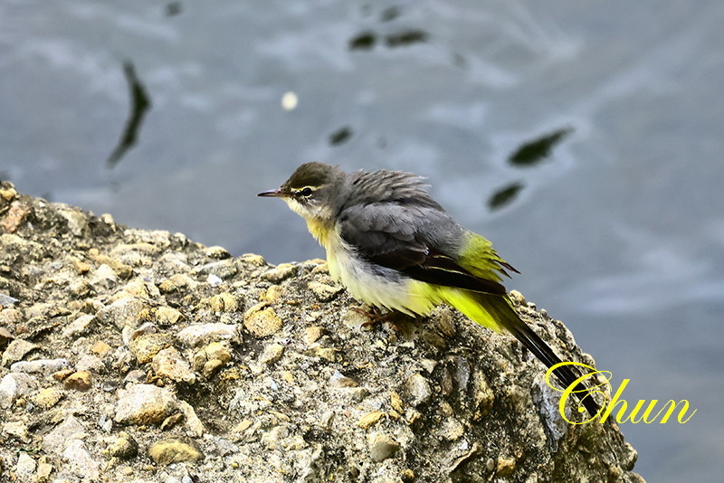 近距離觀察翠鳥、灰鶺鴒