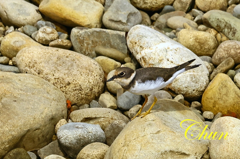 冬候鳥5 小環頸鴴及翠鳥