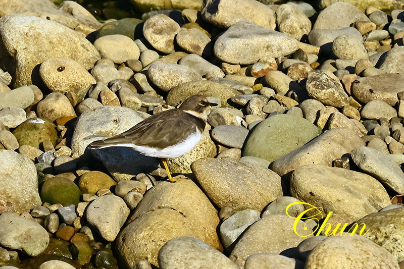 冬候鳥5 小環頸鴴及翠鳥