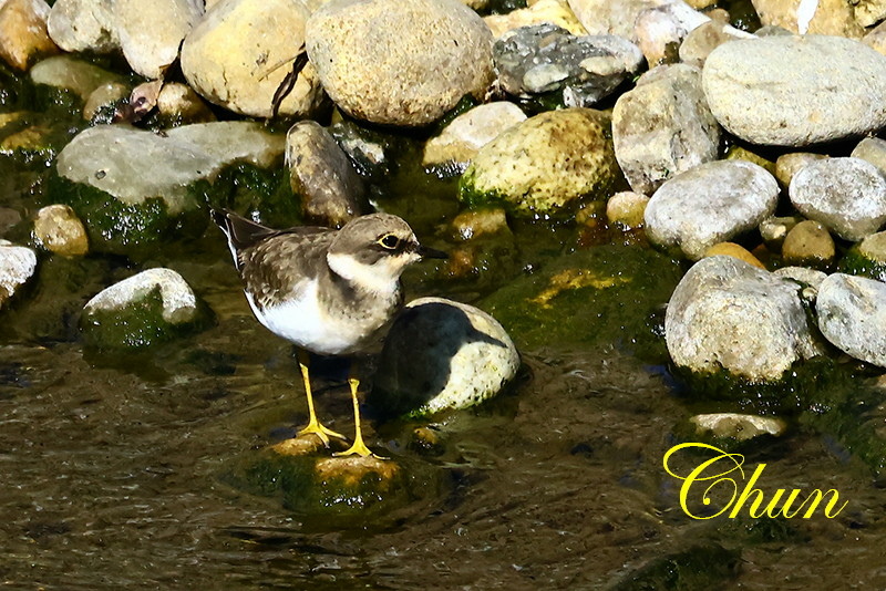 冬候鳥5 小環頸鴴及翠鳥