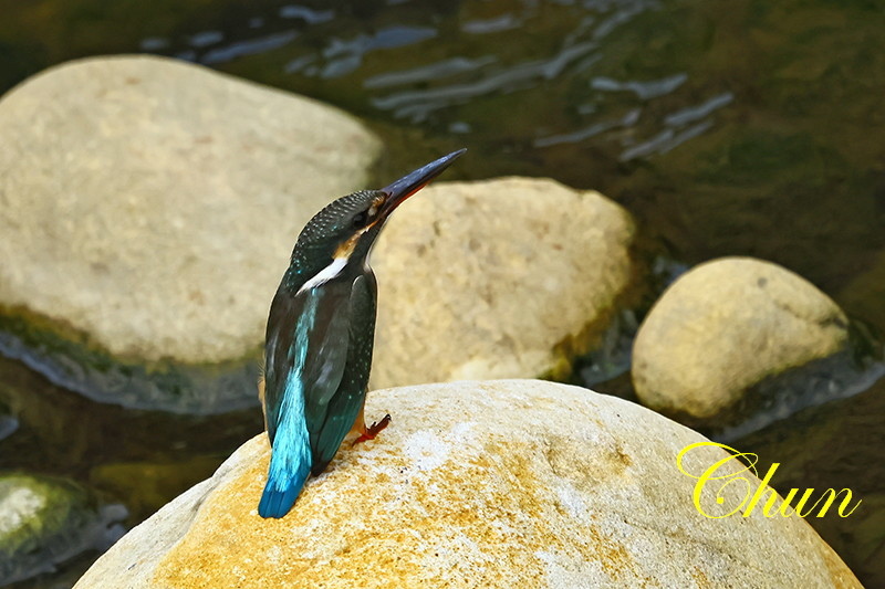 冬候鳥5 小環頸鴴及翠鳥