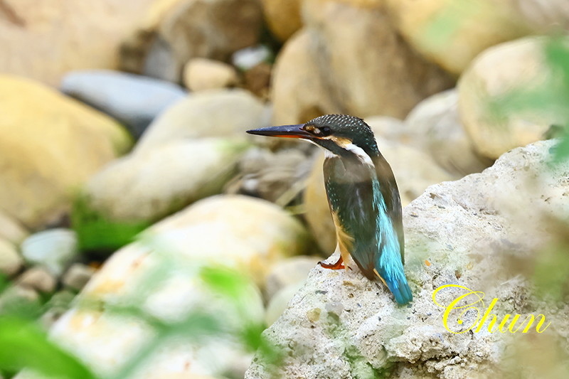 冬候鳥5 小環頸鴴及翠鳥