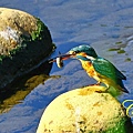 IMG_4016.JPG