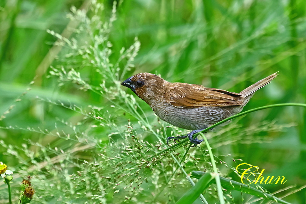 斑文鳥的日常生活