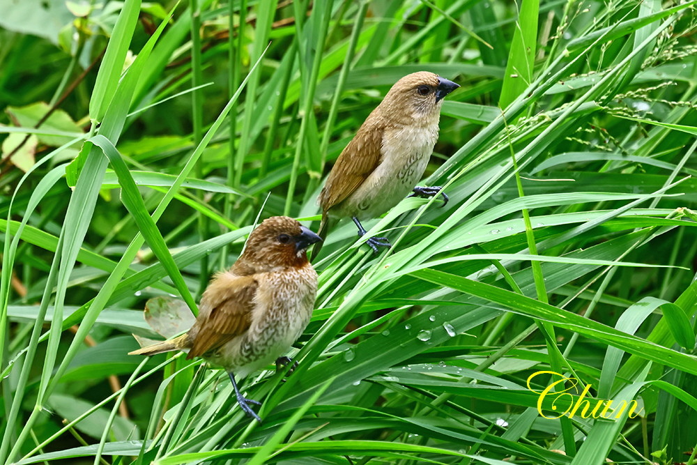 斑文鳥的日常生活