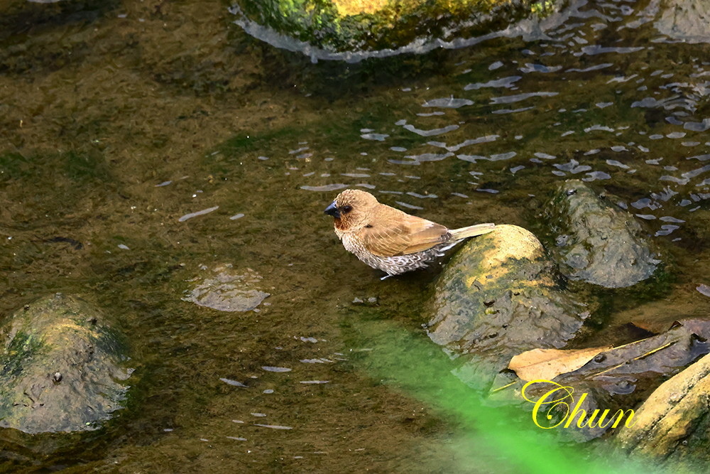 斑文鳥的日常生活