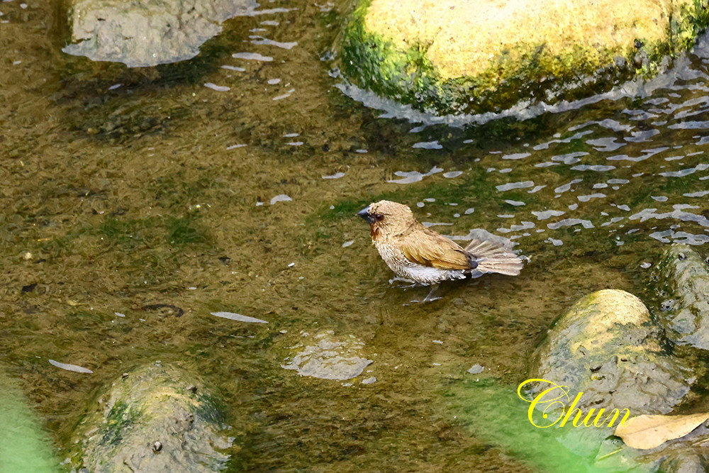 斑文鳥的日常生活