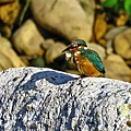 IMG_6184.JPG