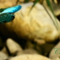 IMG_6162.JPG