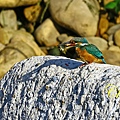 IMG_6171.JPG