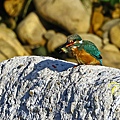 IMG_6174.JPG