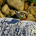 IMG_6187.JPG