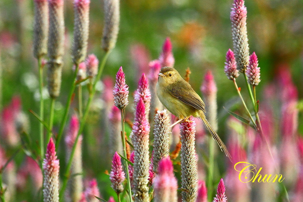 青葙花鳥圖褐頭鷦鶯