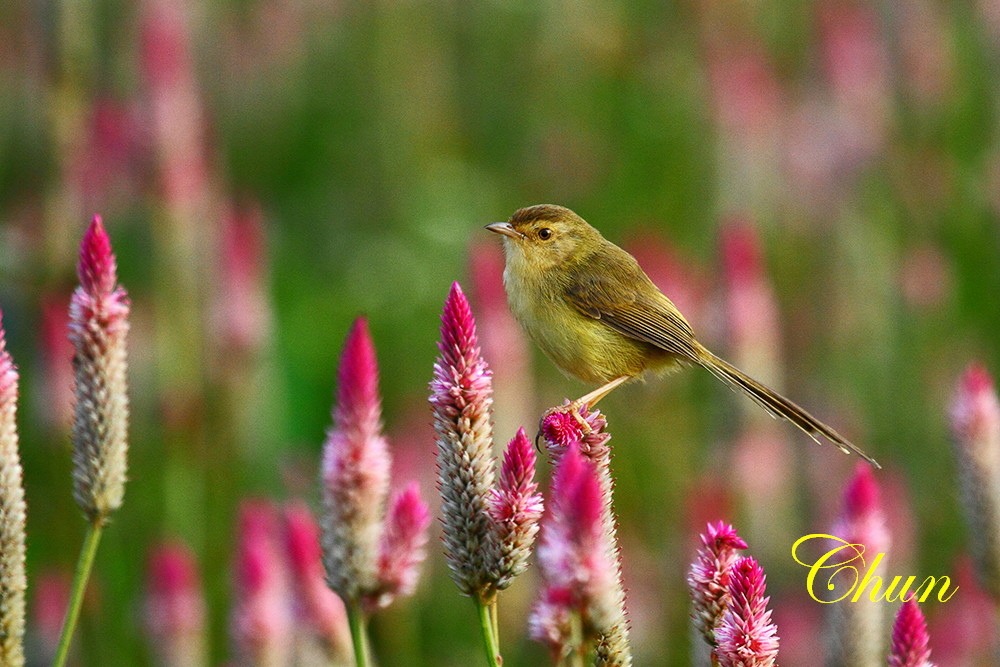 青葙花鳥圖褐頭鷦鶯