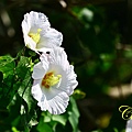 IMG_4055.JPG
