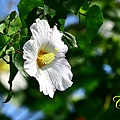IMG_4056.JPG