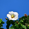 IMG_4060.JPG