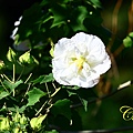 IMG_5483.JPG