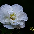 IMG_5486.JPG