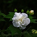 IMG_3580.JPG