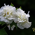 IMG_3581.JPG