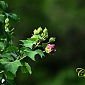 IMG_3585.JPG