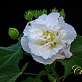IMG_5488.JPG