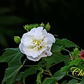 IMG_5490.JPG