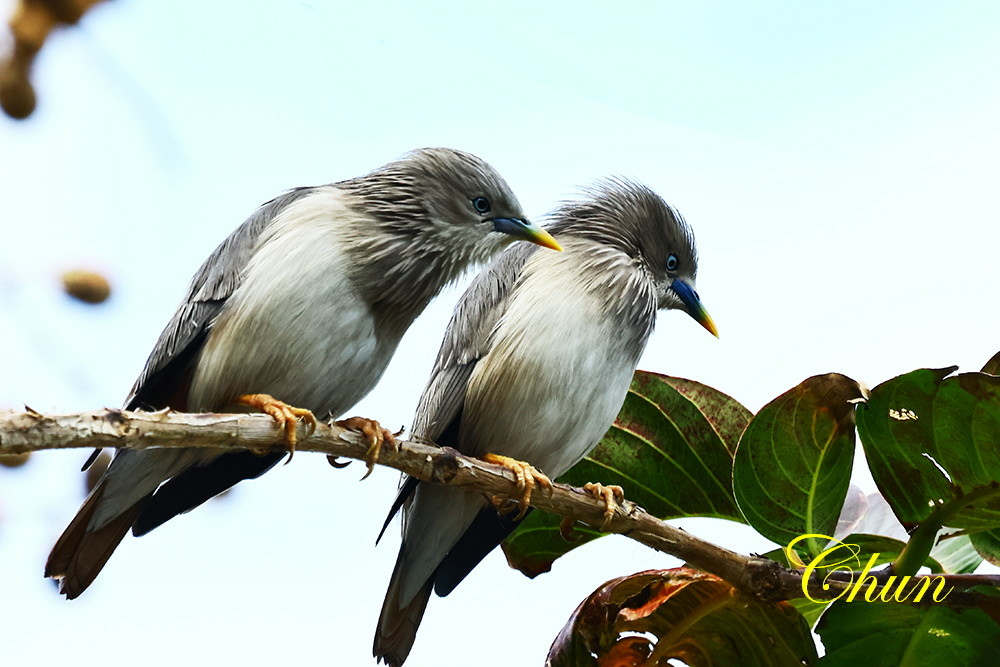 灰頭椋鳥與五色鳥